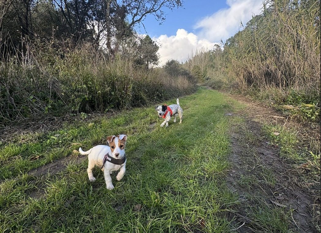 Caes num passeio estruturado na natureza perto da Ericeira
